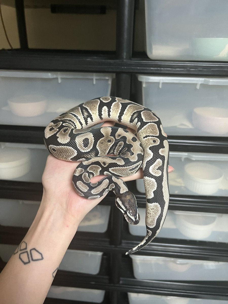itatiyanaryou's tweet photo. #ballpython 
#ボールパイソン https://t.co/LdZE69l83L