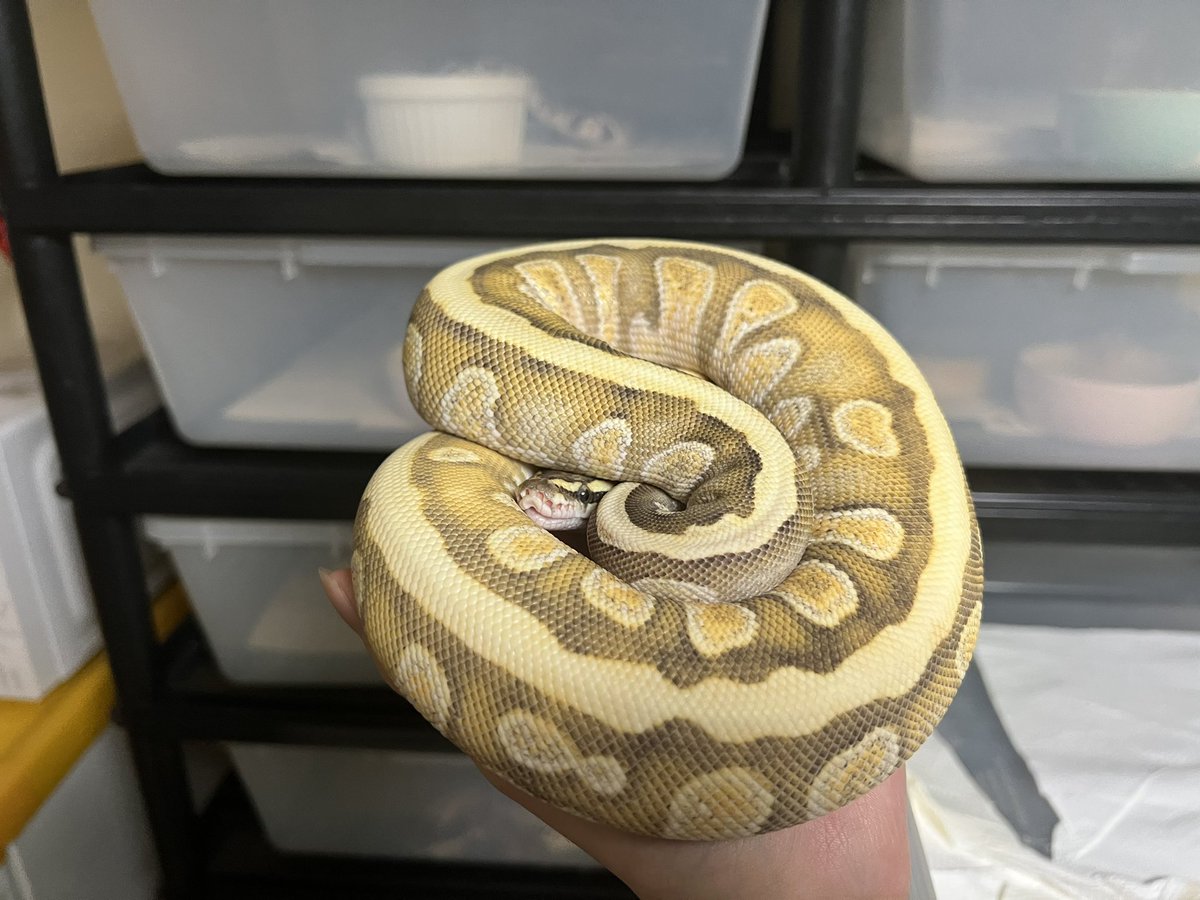 itatiyanaryou's tweet photo. #ballpython 
#ボールパイソン https://t.co/LdZE69l83L