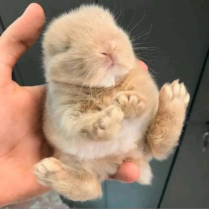 Mimi53503500's tweet photo. Baby bunnies 💞 https://t.co/iV9Jou2rM1