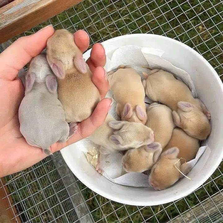 Mimi53503500's tweet photo. Baby bunnies 💞 https://t.co/iV9Jou2rM1