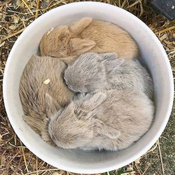 Mimi53503500's tweet photo. Baby bunnies 💞 https://t.co/iV9Jou2rM1