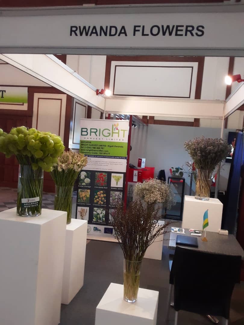 RwandAgriExport's tweet photo. Wrapping up a successful 3-day International Flower Trade Exhibition in Nairobi, Kenya. Three Rwandan flower exporters showcased exquisite summer flowers and roses, while establishing valuable connections with potential buyers for robust industry partnerships. #IFTEX https://t.co/mmHJysvSGb