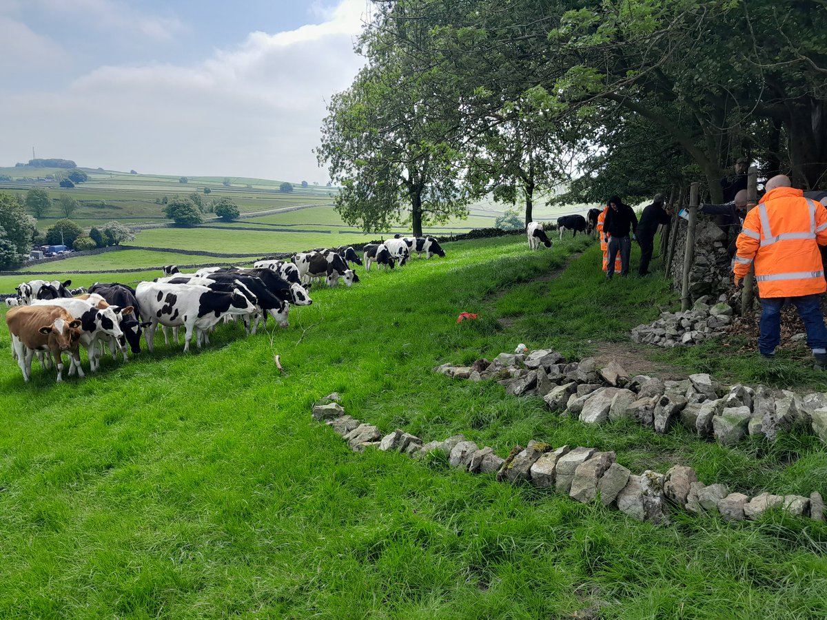 Not just  visitors to <a href="/peakdistrict/">Peak District National Park</a> that are interested in our <a href="/LantraUK/">Lantra</a> qualified wallers work  #CFO #WhereTheyAre <a href="/IngeusUK/">Ingeus UK</a> <a href="/Ingeus_uk/">Ingeus UK</a>  <a href="/co_financing/">Creating Future Opportunities</a> <a href="/hmpps/">HMPPS</a> <a href="/PeakPark_PPCV/">PPCV</a> #Derbyshire #landscapetherapy <a href="/DefraGovUK/">Defra UK</a> #tideswell <a href="/NFUtweets/">National Farmers' Union</a>