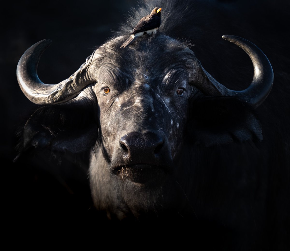 The African #buffalo 🐃​ Adaptable. Stubborn. Larger-than-life. Witnessing mass herds of buffalo, hoofed and heaving, through our remote #wilderness areas is a sight to behold.​ 📷 Brooke Bartleson #WeAreWilderness #Conservation #Sustainable #WildernessDestinations #Safari