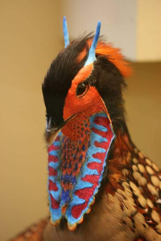 HELLO! I'm a Tragopan Cabot, a Chinese Pheasant!