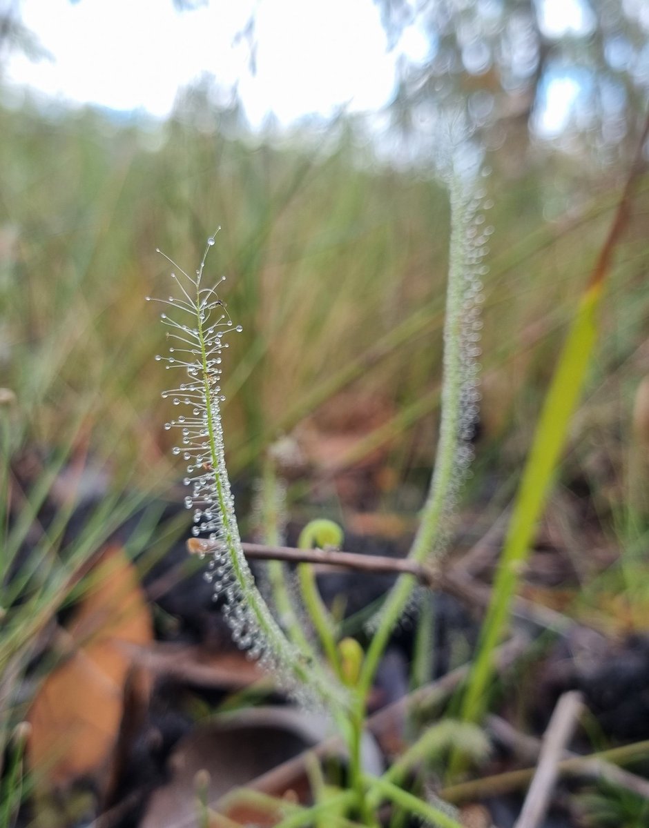 Carnivorous Cape York plants. Pitcher plants and sundews thriving after a good wet.