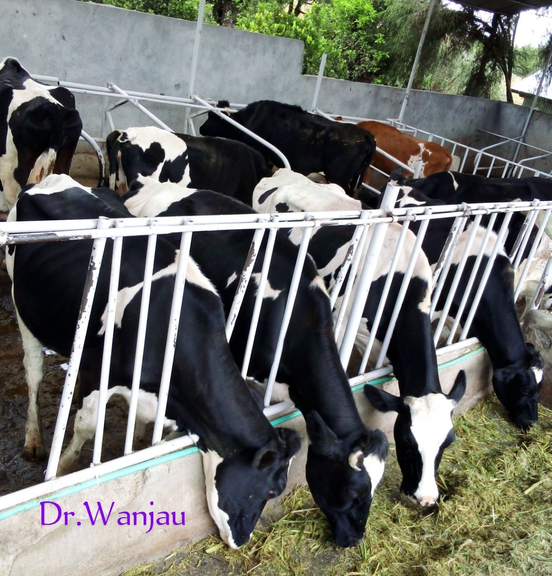 Dr_wanjauFarmer's tweet photo. 🐄🐄 😋 I am here because of your Dairy Farming Agribusiness,let's connect. https://t.co/cWKUlKUF4x