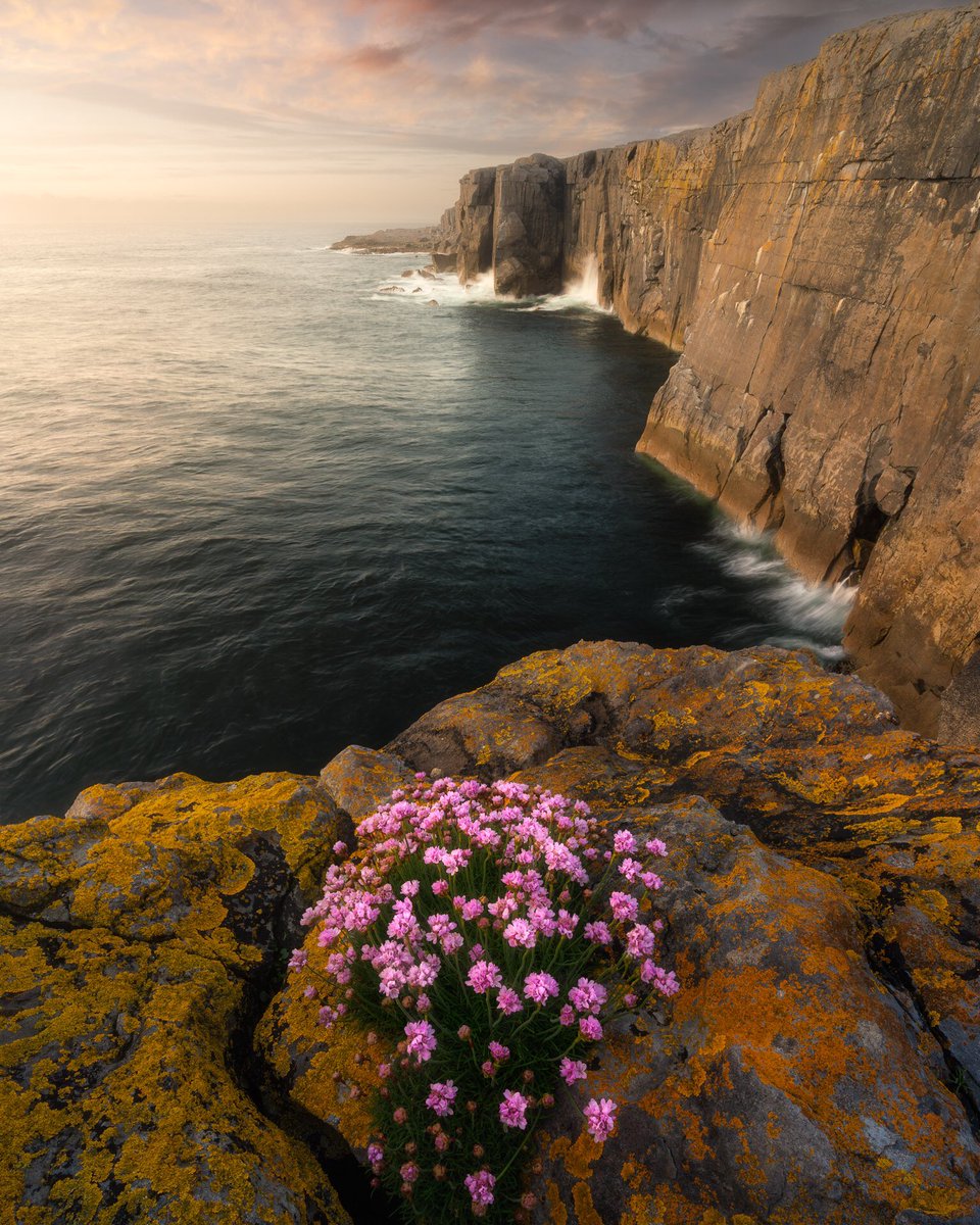 Sea pinks along the rugged Burren coastline. The wild Atlantic way.