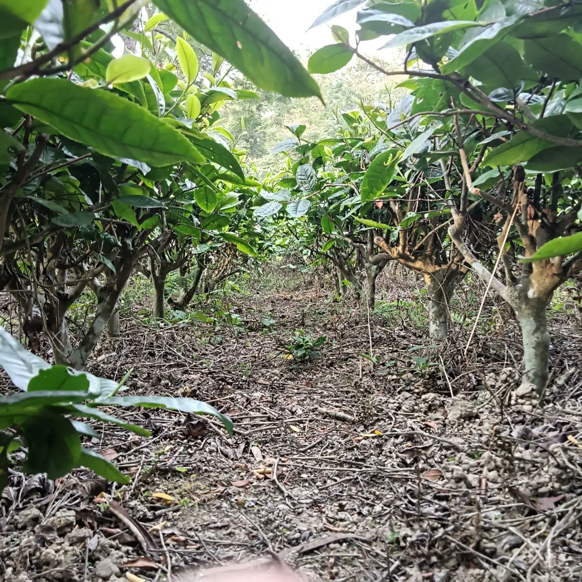 Gneh16's tweet photo. "Exploring the enchanting tea estates of Assam! ☕ The lush greenery stretches as far as the eye can see, and the aroma of freshly brewed tea leaves fills the air. Learning about the rich history and intricate process of tea production has been truly fascinating.🌱🏞️ #TeaEstates https://t.co/KOb1oDXD7a