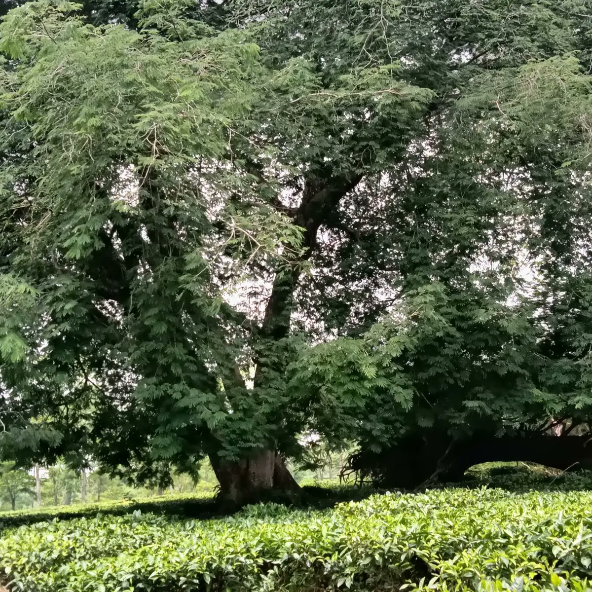 Gneh16's tweet photo. "Exploring the enchanting tea estates of Assam! ☕ The lush greenery stretches as far as the eye can see, and the aroma of freshly brewed tea leaves fills the air. Learning about the rich history and intricate process of tea production has been truly fascinating.🌱🏞️ #TeaEstates https://t.co/KOb1oDXD7a