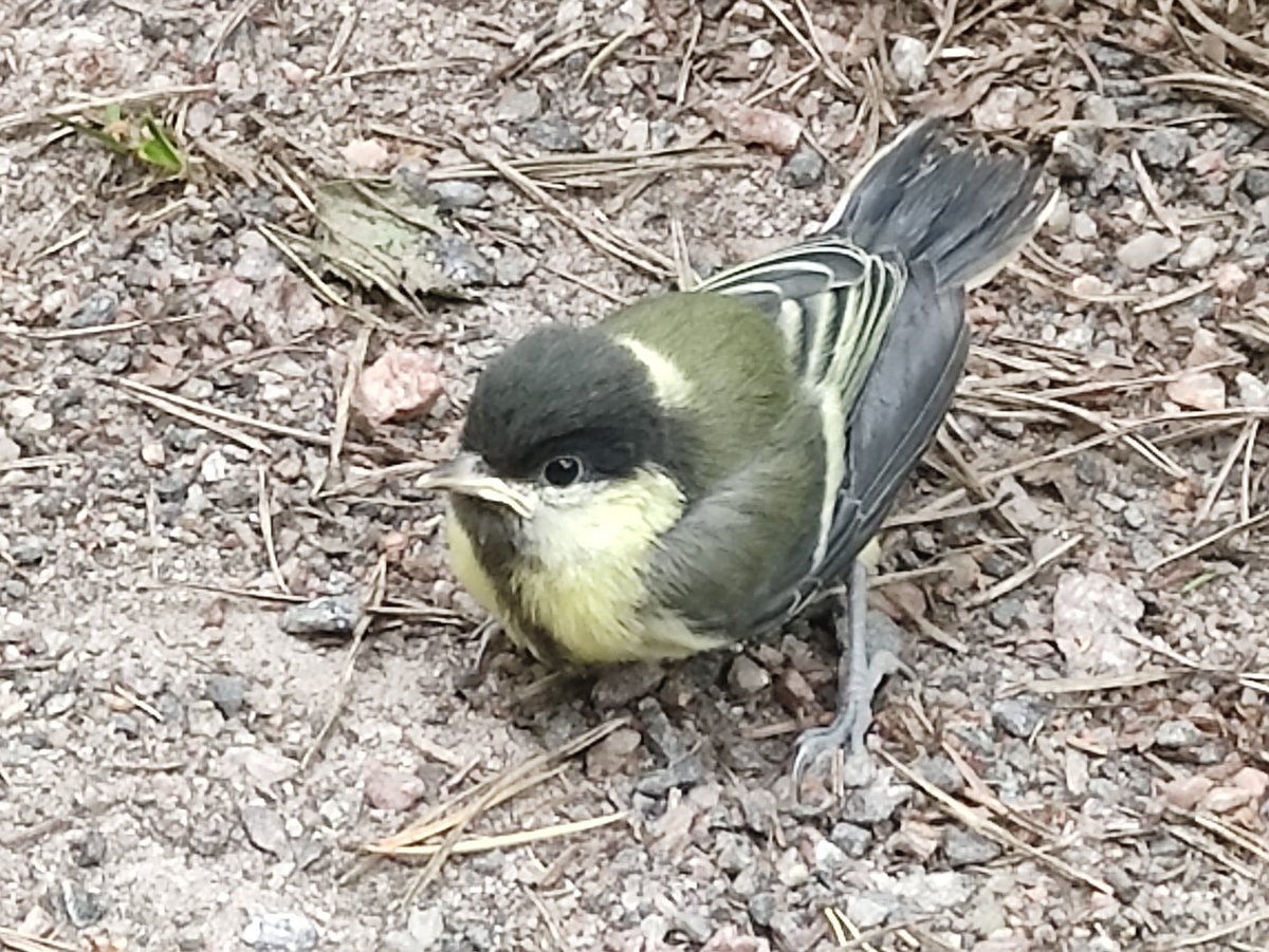 Matti Nummelin tweet media