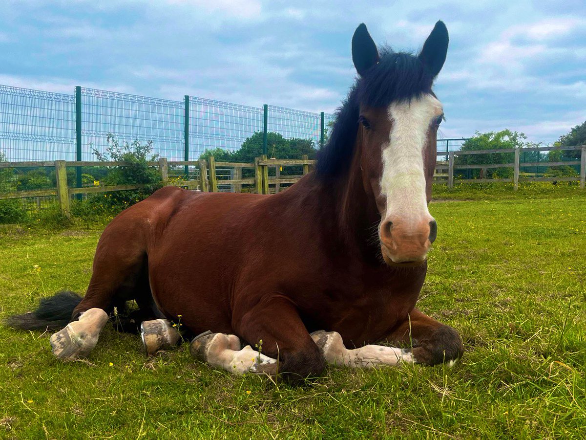 WYPHorses's tweet photo. We just love to see our horses relaxed and enjoying their time in the fields. PH Balmoral & Lola chilling happily but my favourite is of PH Harewood flat out snoozing π€ π₯° #horses #policehorses #wyp #paddocktime #snooze https://t.co/vt2Ggq73bt