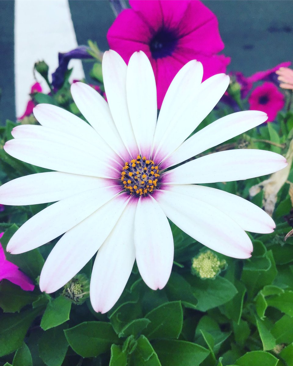 commit2presence's tweet photo. Hope your day is full of peace. https://t.co/5gEj9XEbEw