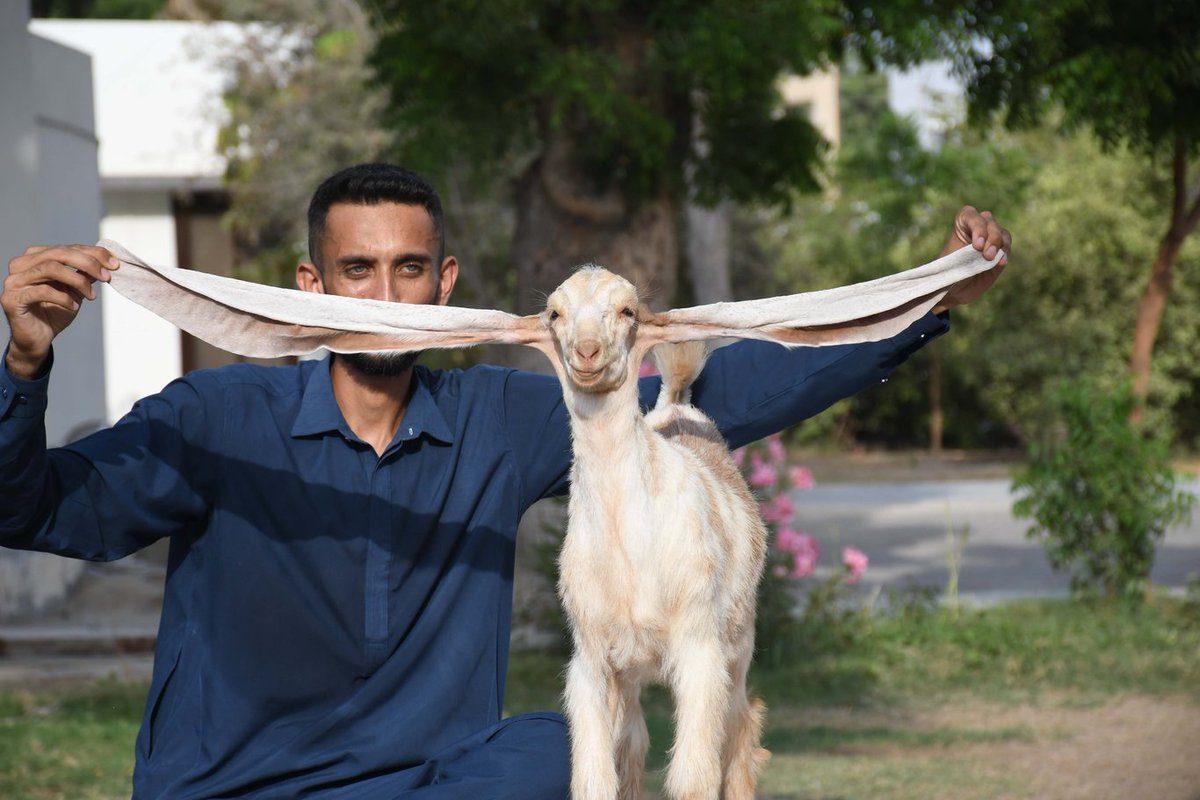 Haberturk's tweet photo. 🐐 Pakistan'ın Karaçi kentinde 2 ay önce dünyaya gelen Simbi isimli yavru keçi, uzun kulaklarıyla dünya çapında ilgi görüyor https://t.co/3XG0xg1lVs https://t.co/lGhKTxzU67