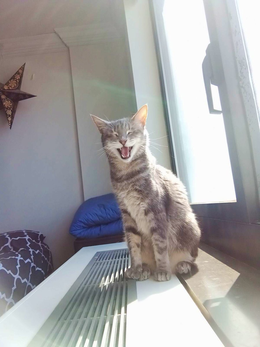 PawsonPine's tweet photo. You can never go wrong with a sunny spot…. 🌞😺 #fursday #cat #cats #meow #nyc #newyorkcity #lowermanhattan #fidi #Fidicat https://t.co/TVtI3fm6iU