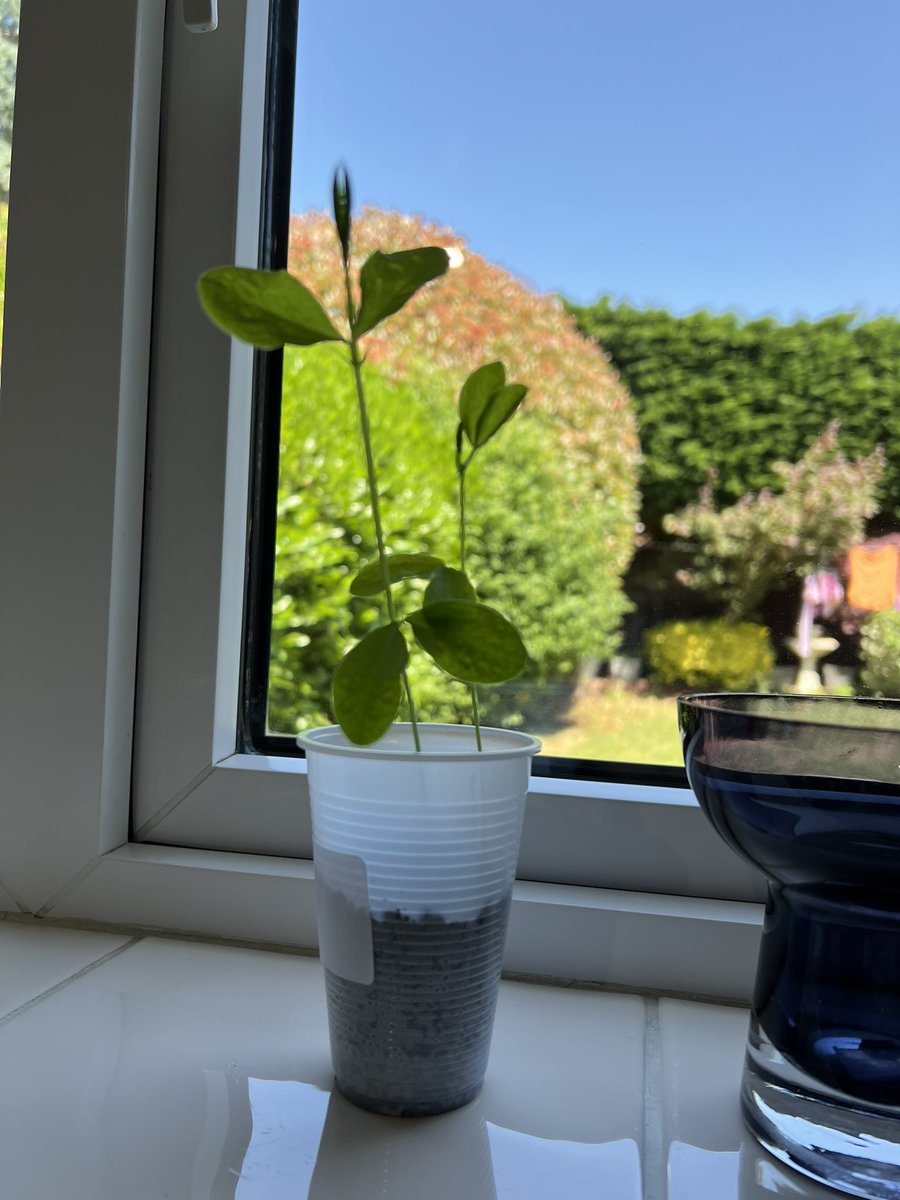skirk_smith's tweet photo. @Uptonclass1AH @Uptonclass1KB my Year 1 showcase mystery seeds are going strong!  Still no idea what they are 🤷🏼‍♀️ 😂 https://t.co/lfAIHQKeKZ
