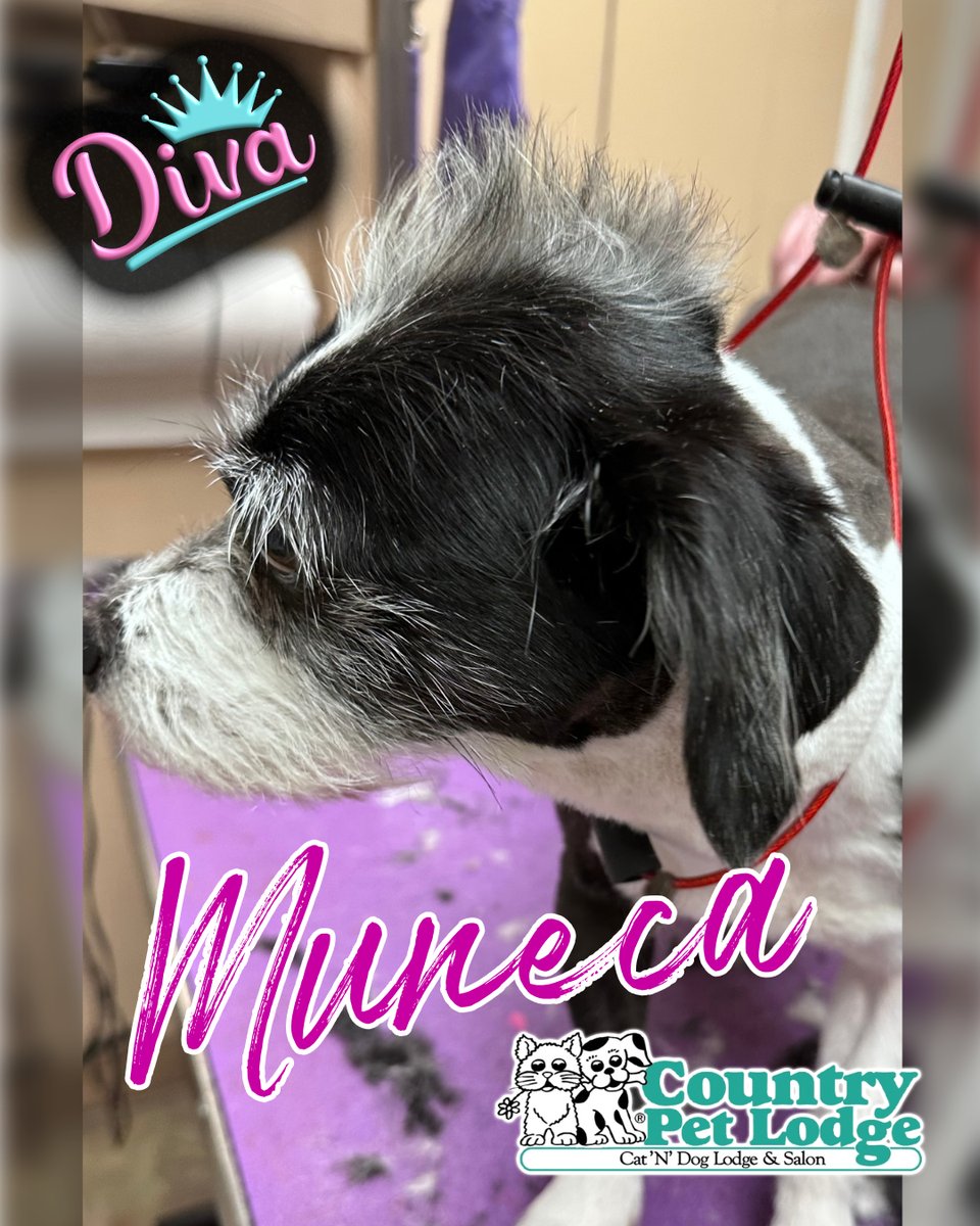 CountryPetLodge's tweet photo. 🐶 Who knew the Mohawk look could be so diva-worthy on a Chihuahua x? 🎸🤘 Trendsetter! Muneca's Mohawk Madness has begun! 🌟 #Muneca #RockinTheMohawk #ChihuahuaChic  #MohawkMagic #ChihuahuaX #PunkPup #HairGoals #GroomingGoals #GlamPupGoals #CountryPetLodgeAndSalon https://t.co/kMK1sqAUxW
