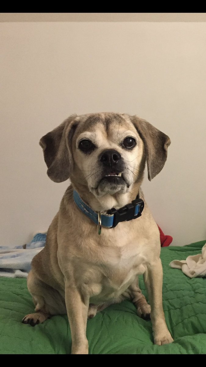 Lindsay Betzendahl tweet media