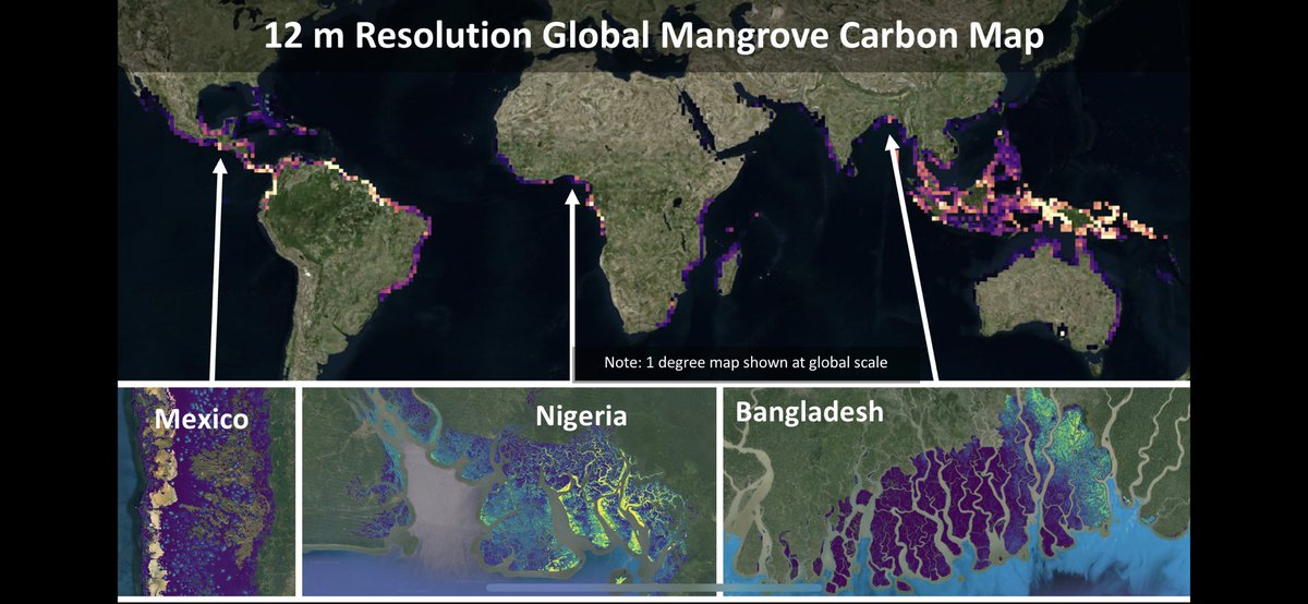 If you are attending #aslo2023, stop by the #bluecarbon session tomorrow morning for a first look at our #global 12 m #mangrove #carbon map developed using #3D data and a massive ~4200 field plot network. Hope to see you there! 

ativsoftware.com/appinfo.php?pa…