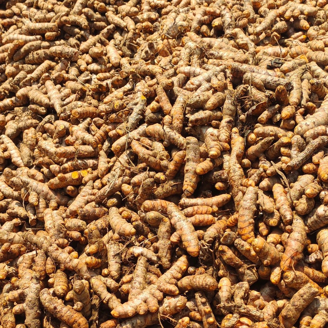 Unlock Fertileader Elite's power with Calcium and Boron. Boost turmeric yield and quality. Contact our rep for best fertilization practices. #turmeric #cultivation #manjal #tamilnadu #timacagro #nutrition