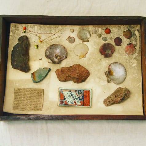 Did you collect #shells at the #beach as a child? Although we're not sure  who collected this group of #seashells, #EmeryWalker and his family often brought back various items from their travels which are now part of our #collection.

#MuseumWeek #OceansMW #Ocean #Seaside