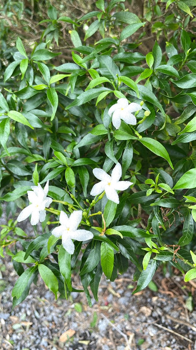 TreeofTen10's tweet image. DAY 1789💕 ว่าจะลงหลายวันแล้ว แต่กทม.ฝนตกพร่ำๆทุกเย็นเลยบวกกับไม่มีเวลา วันนี้ได้ถ่ายแล้ว พี่เขาโตแล้วนะ พุ่มใหญ่ไปหมด ล้นเฟรมแล้วล่าสุด แข็งแรงดีคับ 🥹🌦️