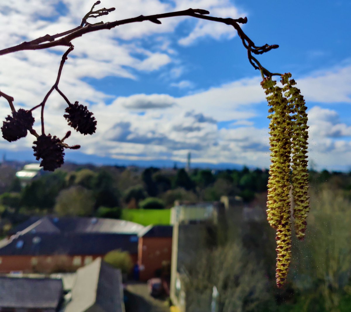 Irish Bioaerosol Network (@irishbioaerosol) on Twitter photo We are delighted that our PhD students <a href="/JerryClancy10/">(Dr.) Jerry Clancy</a> and
<a href="/Emma__Markey/">Storm Emma</a> have won the EPA Researchers Photograph of the Year!
Their image, taken atop the <a href="/MetEireann/">Met Éireann</a> HQ on the day of our sampler installation, shows a pollen catkin releasing pollen, with the city as a backdrop. We are delighted that our PhD students <a href="/JerryClancy10/">(Dr.) Jerry Clancy</a> and
<a href="/Emma__Markey/">Storm Emma</a> have won the EPA Researchers Photograph of the Year!
Their image, taken atop the <a href="/MetEireann/">Met Éireann</a> HQ on the day of our sampler installation, shows a pollen catkin releasing pollen, with the city as a backdrop.