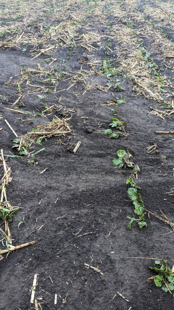 Craig Andres tweet media