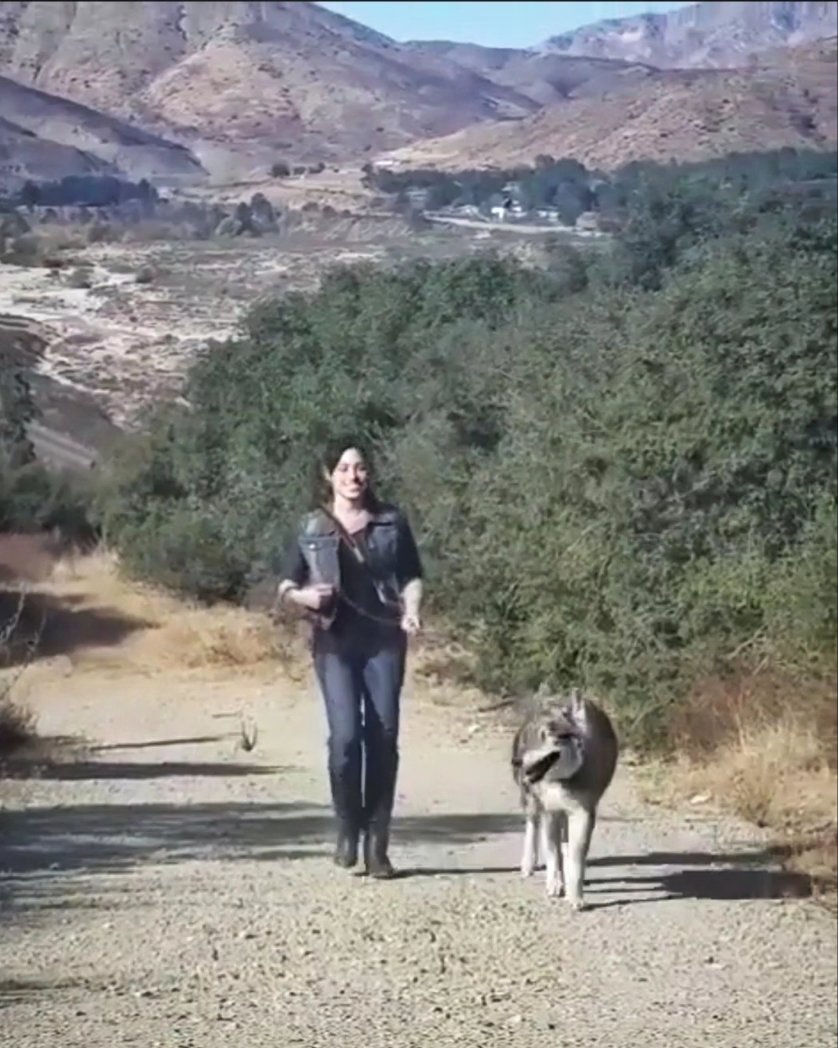 lisa_catara's tweet photo. My ❤️. Gentleman Jake, taking me for a walk through the CA mountains. Forever a favorite memory.
🌍🐺💙
#animals #animallovers #animalpics #wolf #wolves #wildlife #california https://t.co/ts9TDbr7eY