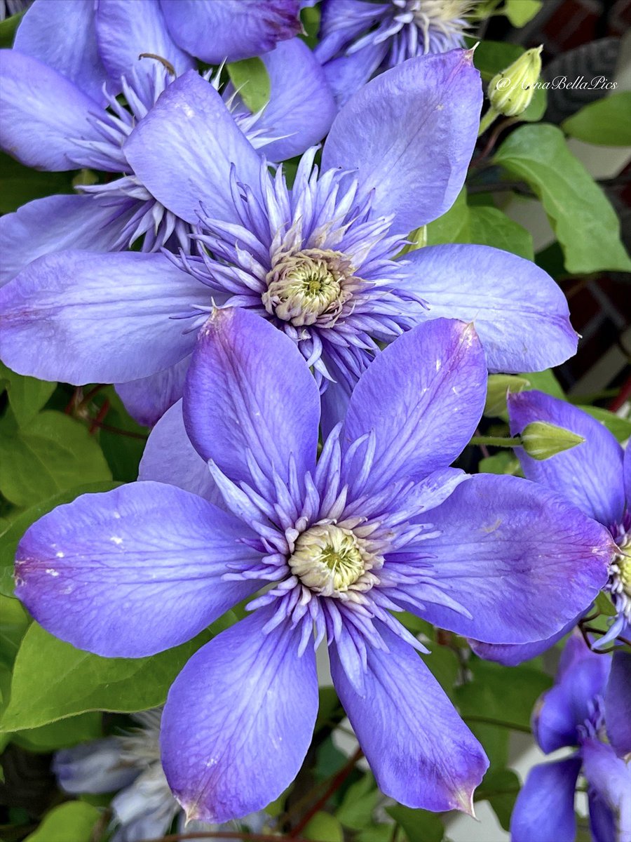 Always a joy to see ‘Blue Light’ clematis💙 Even more so this season after taking a complete winter munch to ground level, I’m guessing by the resident groundhog … she is quite the rebounder🎉 #gardening #flowers