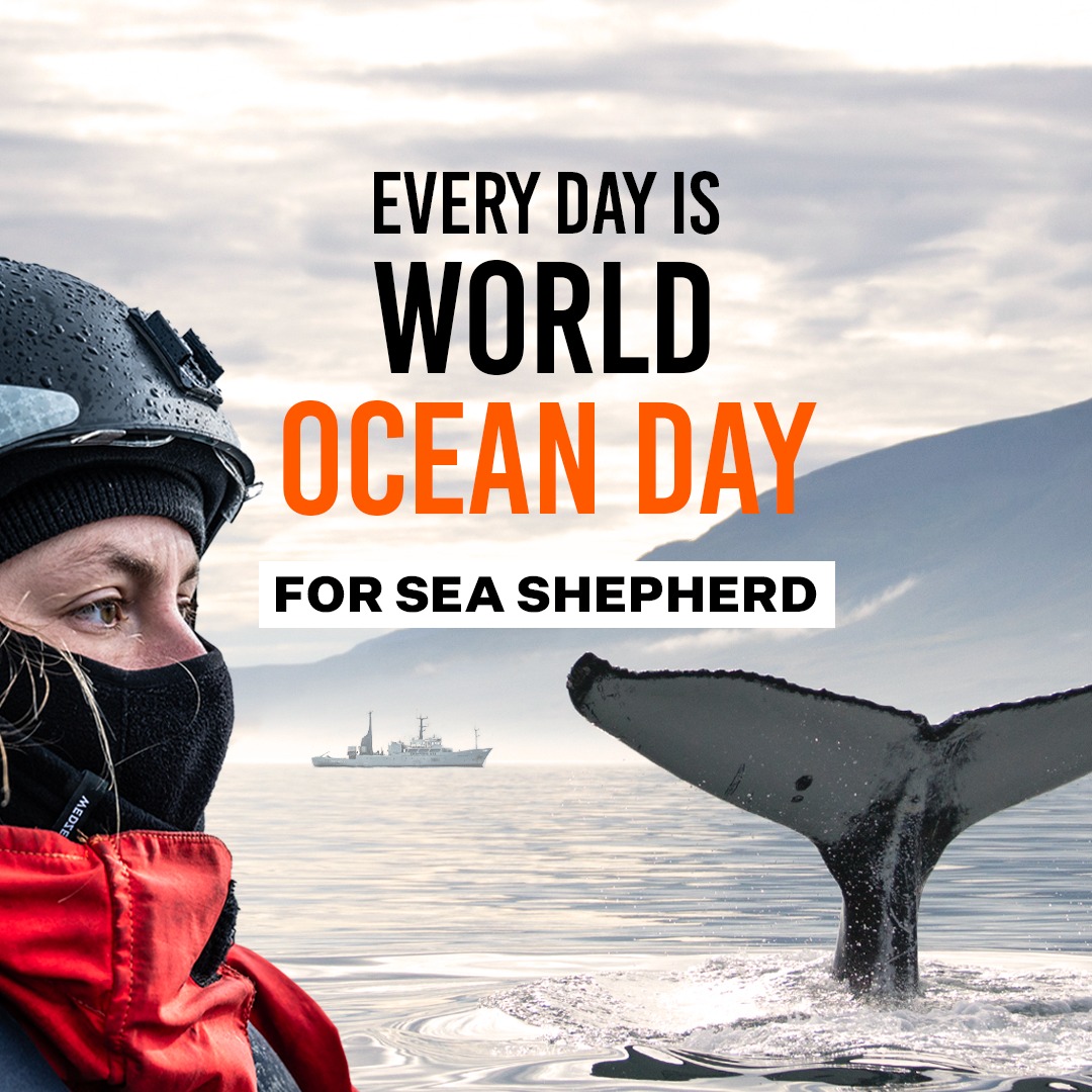 🌊Celebrate #WorldOceanDay by becoming an Ocean Warrior!  ✊🏴‍☠️

Join us to support our life-saving operations and enjoy exclusive benefits like sneak previews, downloadable wallpapers, special merchandise discounts, and more!  💙

Learn more 👉  seashe.ph/OceanWarriors🔱