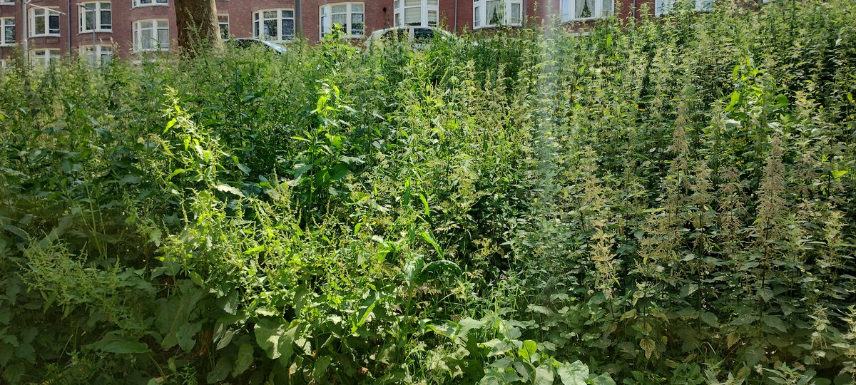 Hey <a href="/Stadmaken010/">Stadsontwikkeling Rotterdam</a>, in eerdere jaren hielden schapen de groenstrook van de Mathenesserdijk netjes. Nu lijken die wegbezuinigd, staan de brandnetels metershoog en is de hele dijk een smerige hondenuitlaatplaats. Kunnen de schapen snel terug? <a href="/rotterdam/">Gemeente Rotterdam</a>