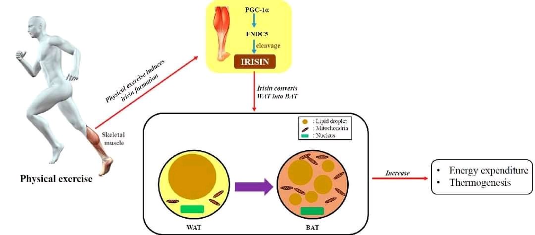 Biology0Teacher's tweet photo. - هرمون إيريسين [Irisin] وعلاقته بالتمارين الرياضية:
أ- يساعد على تحفيز دخول الجلوكوز بداخل الليفة العضلية فيشبه الأنسولين.
 ب- يشبه الثيروكسين في أنه يعمل على تكسير الدهون لأكسدتها في الميتوكوندريا التي زاد عددها لإنتاج الطاقة. https://t.co/AEOGRSIsky