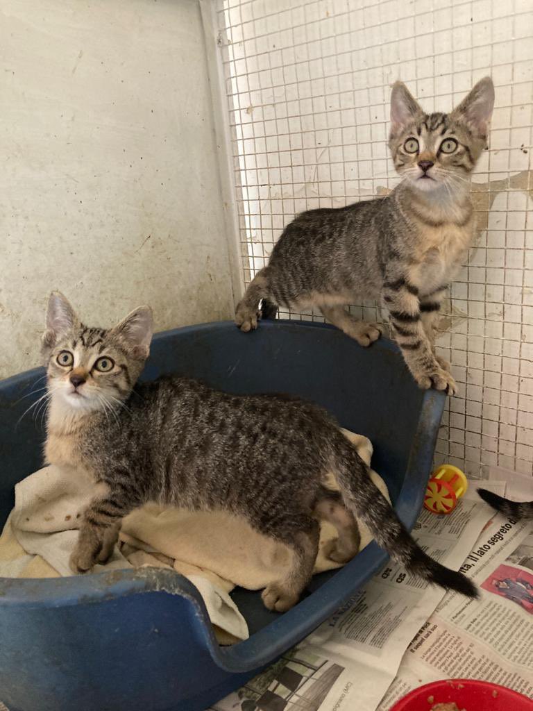 ‼️CERCANO CASA‼️
Gattini pronti per adozione, sono 3 maschi e 1 femmina!
Per info e appuntamenti chiamare 
☎️ 0575357650
#gattini
#enpa
#enpaarezzo
#adoptdontshop