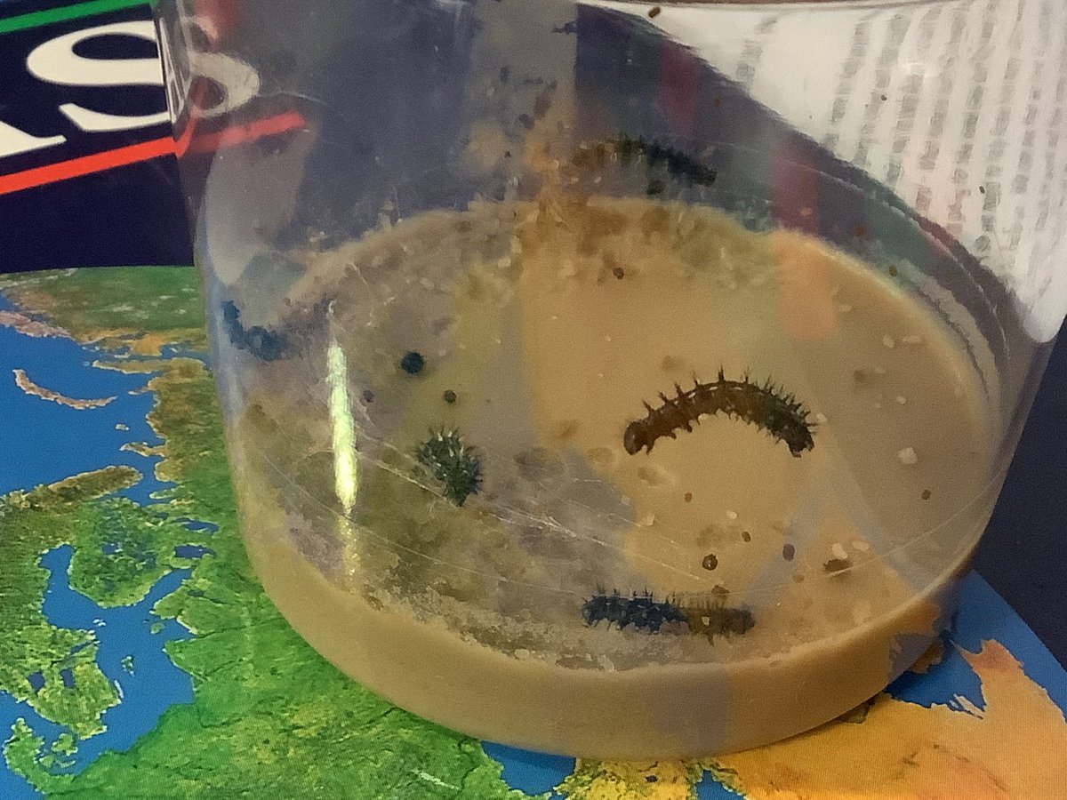 Barfordstpeters's tweet photo. Our RE theme this term is ‘What a wonderful world’. Reception’s latest visitors have certainly made us realise this! Today, Harrison L was the first to notice that our caterpillars had grown! #BSPRE #bspEYFS https://t.co/qXpAgky7LI