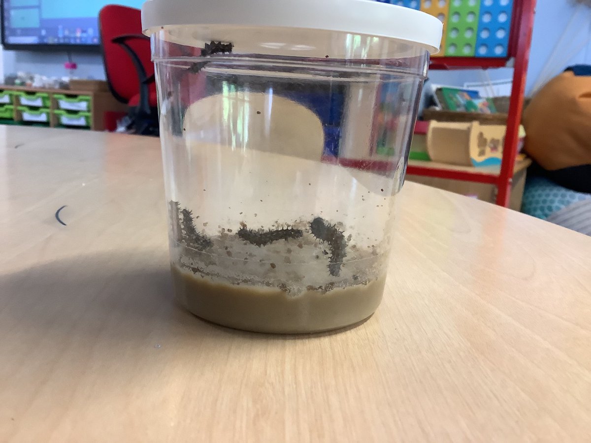 Barfordstpeters's tweet photo. Our RE theme this term is ‘What a wonderful world’. Reception’s latest visitors have certainly made us realise this! Today, Harrison L was the first to notice that our caterpillars had grown! #BSPRE #bspEYFS https://t.co/qXpAgky7LI