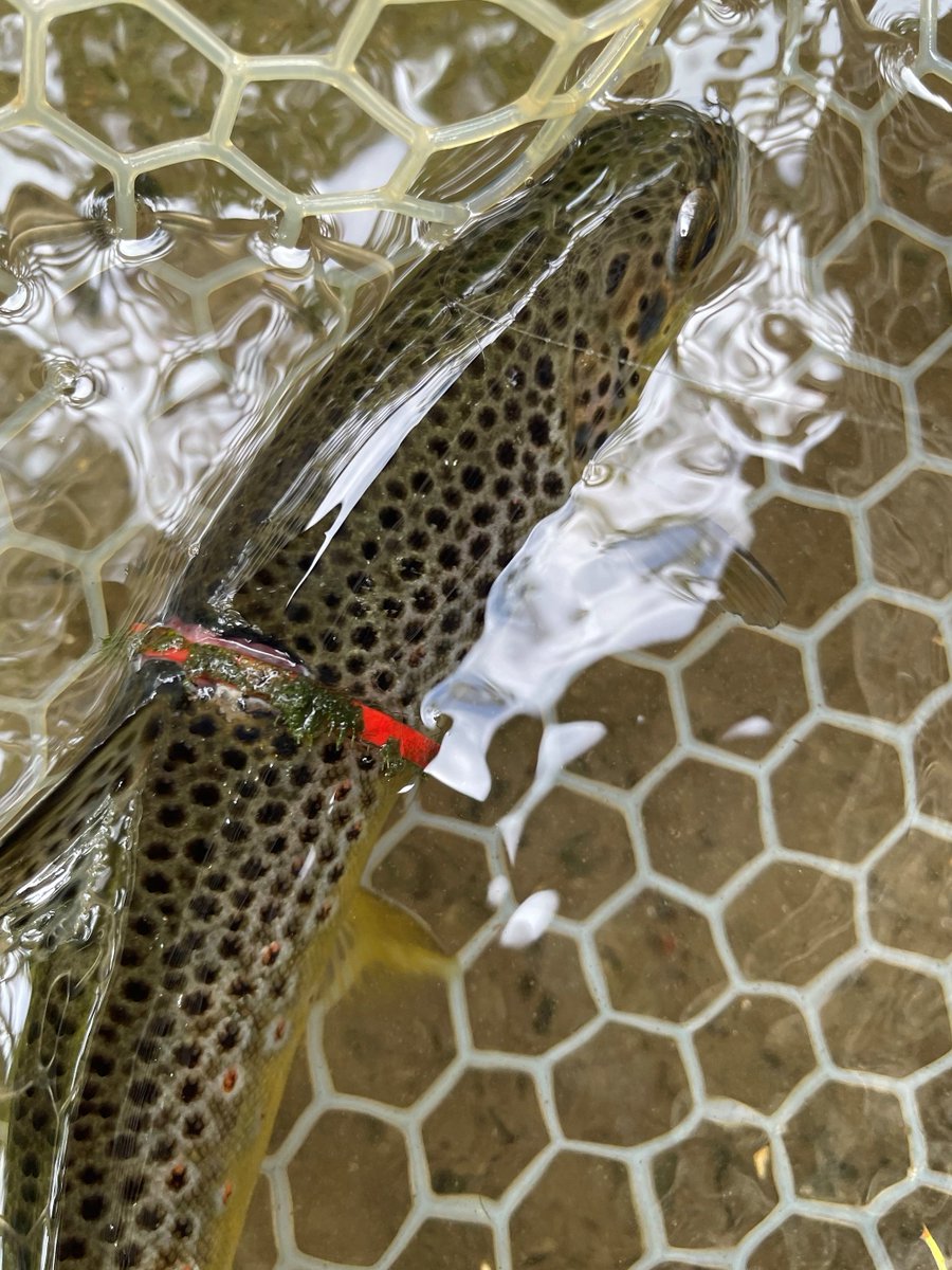 InlandFisherIE's tweet photo. ☹️ Fish don't need gastric bands. 

Brown trout in these images appears to be encircled - and in mortal danger - by a red plastic drinks top.

📷 Spotted recently by Ben Etridge, a visiting angler and photographer, at a #Dublin river.  

#LeaveNoTrace #WorldOceanDay https://t.co/PpRVPC6NYK