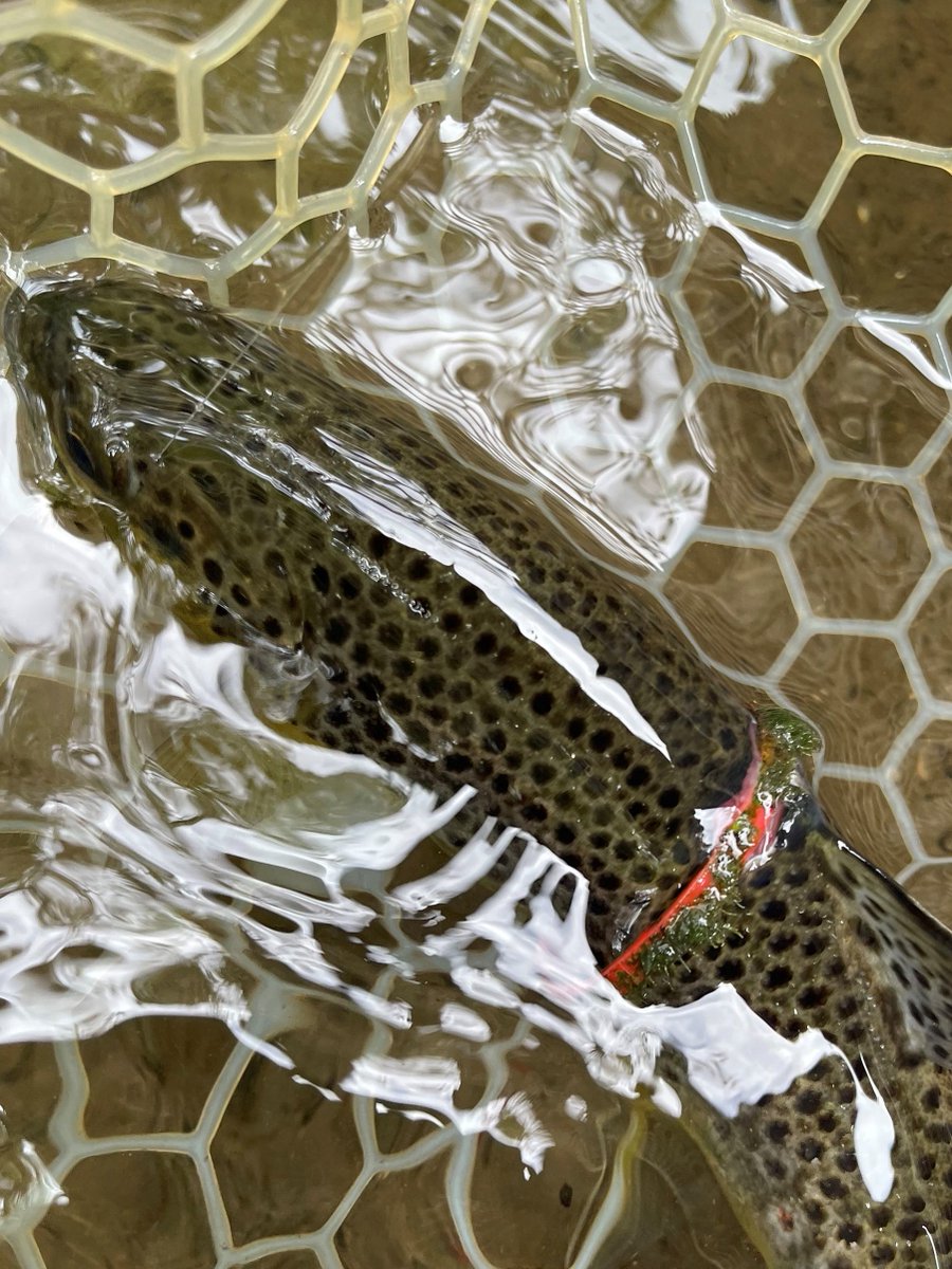 InlandFisherIE's tweet photo. ☹️ Fish don't need gastric bands. 

Brown trout in these images appears to be encircled - and in mortal danger - by a red plastic drinks top.

📷 Spotted recently by Ben Etridge, a visiting angler and photographer, at a #Dublin river.  

#LeaveNoTrace #WorldOceanDay https://t.co/PpRVPC6NYK