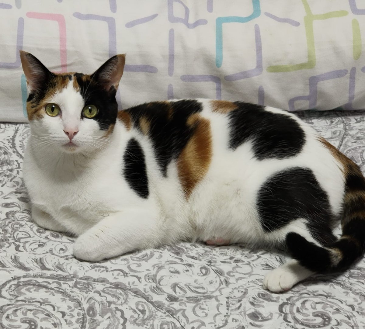 Asociación X Los Animales tweet media