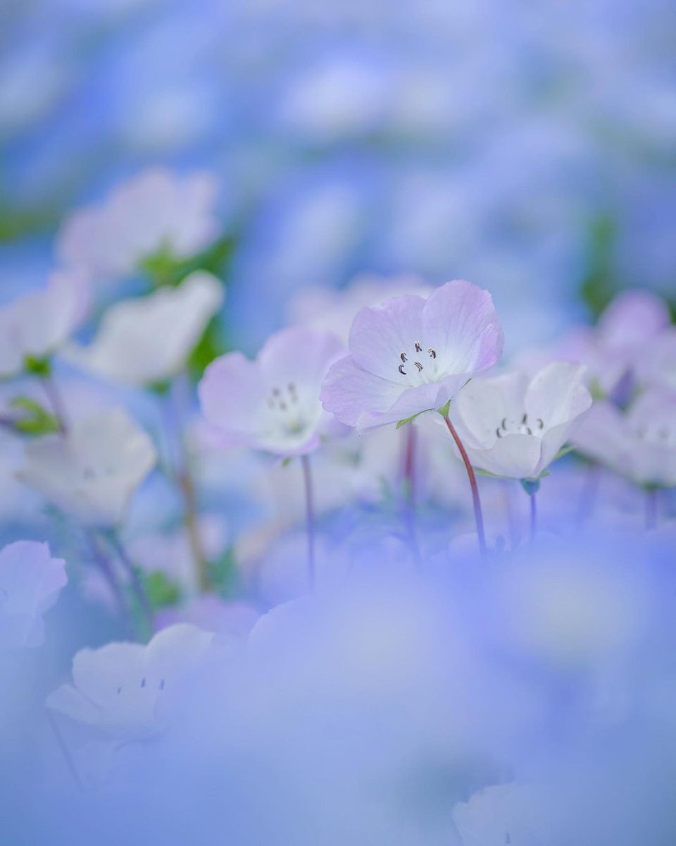 Omeda City, Oita 🦋
📸 instagram.com/pucchii_k?igsh…