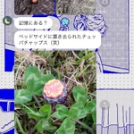 実家の部屋にあったチュッパチャプス!一緒に散歩に行ったと報告して来るお母さん!