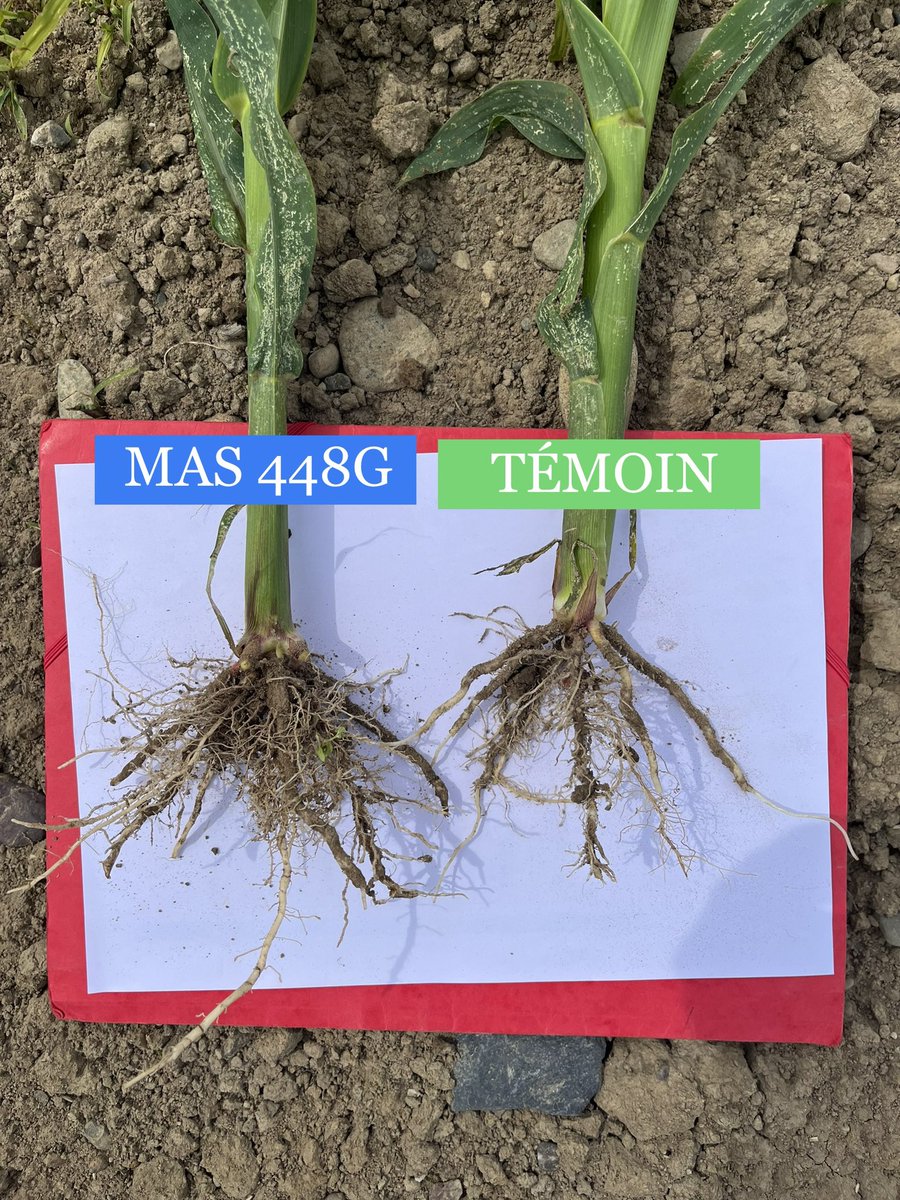 DesclauxT's tweet photo. Le 1re avantage des variétés #WATERLOCK de @MASSeeds en images ⬇️⬇️⬇️ 

✅ Un puissant système racinaire pour améliorer la résilience physiologique ! 🌵

Même date de semis, même parcelle et même créneau de précocité, #MAS448G part fort 💪 

@MASseedsfrance https://t.co/40dvSTIq0j