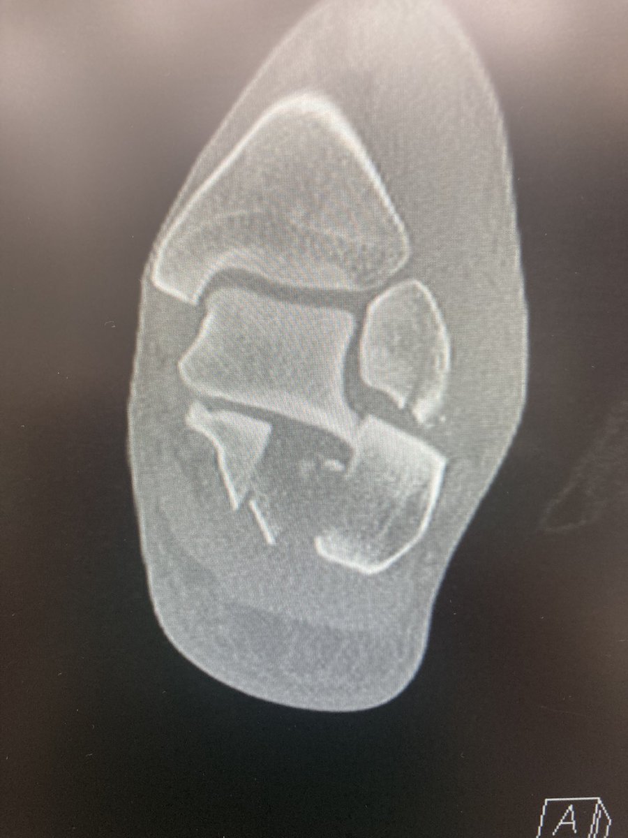 Eitan Ingall tweet media