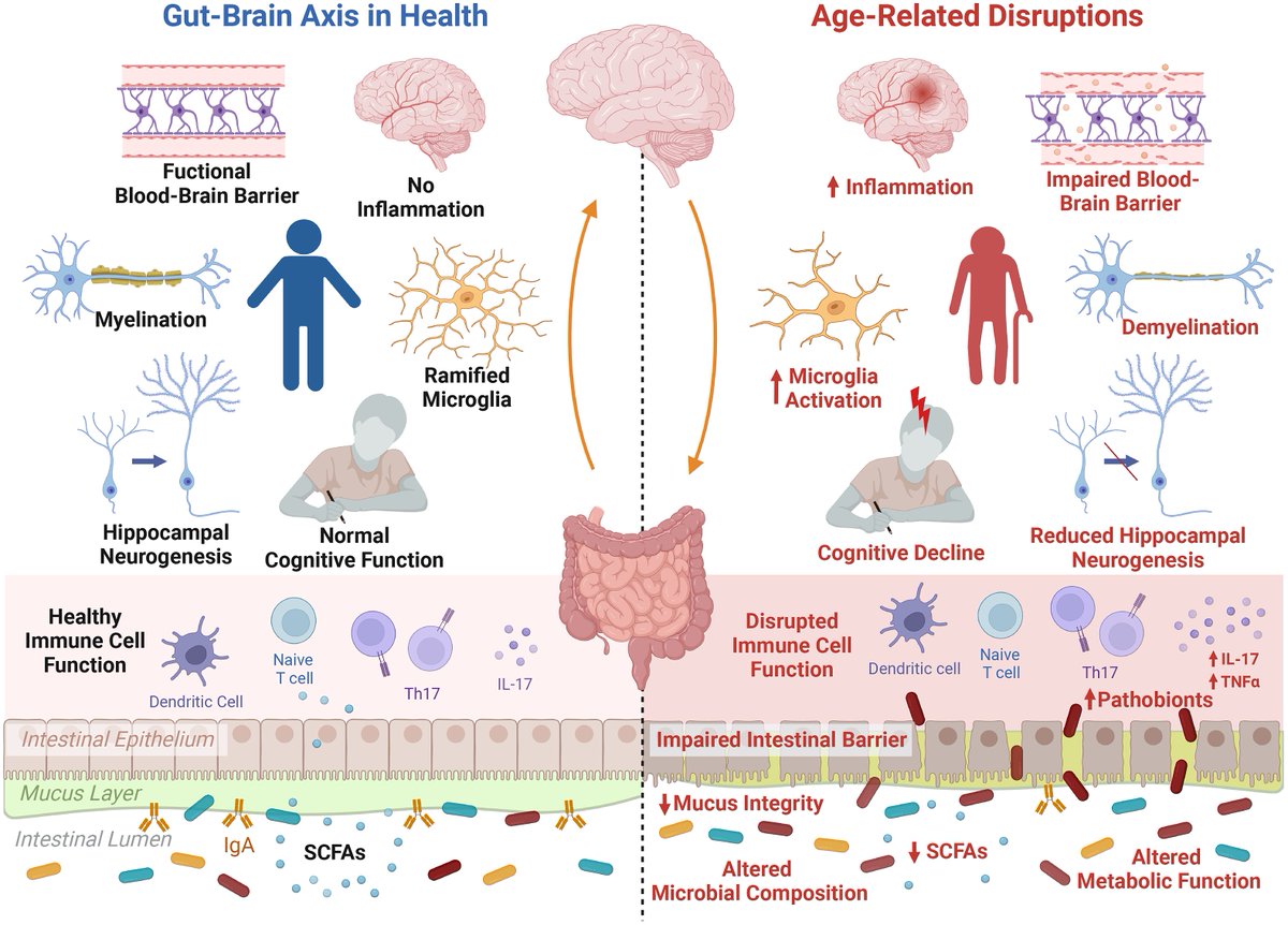 GutMicrobiota Health (@gmfhx) on Twitter photo Biological ageing drives changes to the gut microbiome.
.<a href="/BoehmeMarcus/">Marcus Böhme</a> & colleagues update key areas for which gut microbiota-based strategies may help ameliorate age-related neurodegenerative diseases via <a href="/NS_Publications/">Nutrition Society Publications</a>:
ow.ly/raVp50OEZCQ Biological ageing drives changes to the gut microbiome.
.<a href="/BoehmeMarcus/">Marcus Böhme</a> & colleagues update key areas for which gut microbiota-based strategies may help ameliorate age-related neurodegenerative diseases via <a href="/NS_Publications/">Nutrition Society Publications</a>:
ow.ly/raVp50OEZCQ