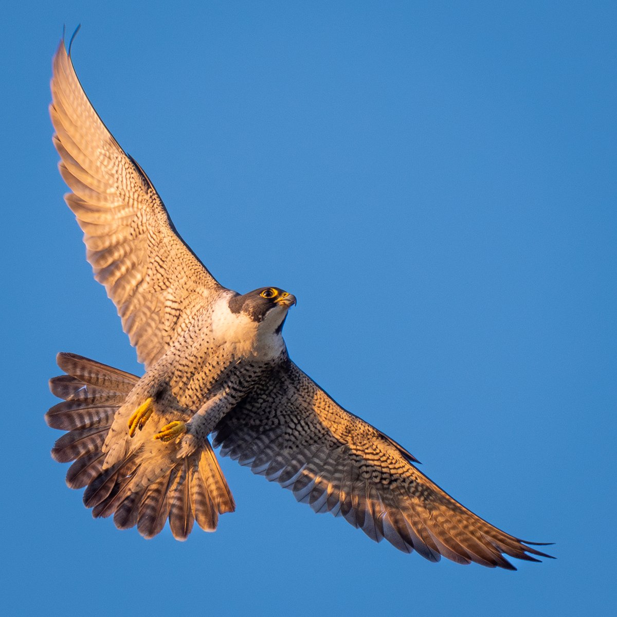 Peregrine Falcon in early sunshine #isleofman #BirdsSeenIn2023