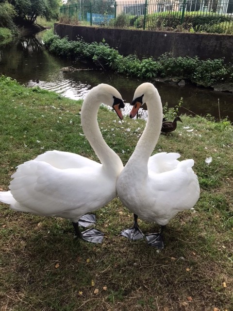 Horizon Day Centre (@centrehorizon) on Twitter photo Day 7 #30DaysWild A walk along the river Leen, such things to be seen.
<a href="/CentreHorizon/">Horizon Day Centre</a> <a href="/Enviro_nottshc/">Enviro_NottsHC</a> <a href="/WildlifeTrusts/">The Wildlife Trusts</a> Day 7 #30DaysWild A walk along the river Leen, such things to be seen.
<a href="/CentreHorizon/">Horizon Day Centre</a> <a href="/Enviro_nottshc/">Enviro_NottsHC</a> <a href="/WildlifeTrusts/">The Wildlife Trusts</a>