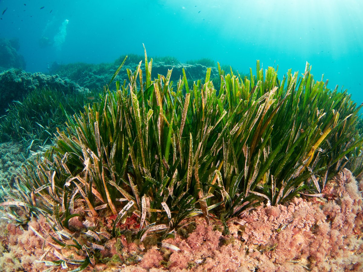 EU Climate Action (@euclimateaction) on Twitter photo Are you in #Genova and want to celebrate #WorldOceanDay?
Join an event with <a href="/europainitalia/">UE in Italia</a> on the reforestation of the Posidonia oceanica meadows🌊
🗓 June 8
🕰 14:30 CET
📍Genova, Palazzo Tursi – Sala Giunta Nuova
More information (in 🇮🇹 ): italy.representation.ec.europa.eu/notizie-ed-eve… Are you in #Genova and want to celebrate #WorldOceanDay?
Join an event with <a href="/europainitalia/">UE in Italia</a> on the reforestation of the Posidonia oceanica meadows🌊
🗓 June 8
🕰 14:30 CET
📍Genova, Palazzo Tursi – Sala Giunta Nuova
More information (in 🇮🇹 ): italy.representation.ec.europa.eu/notizie-ed-eve…
