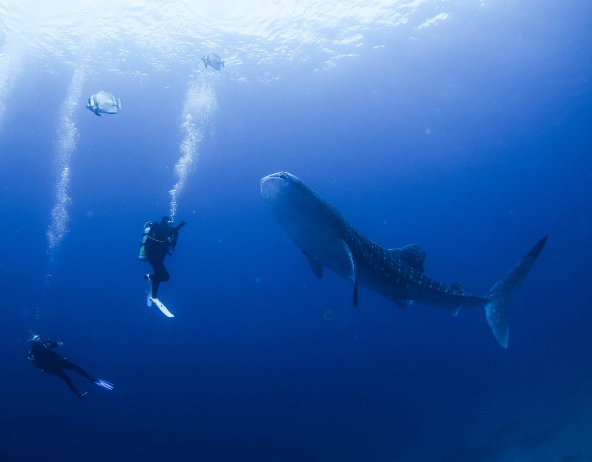 It is World Oceans Day! 🌊

Oceans are important in our biosphere, and we must take action to take care for it 🌏 Tides are changing, we must change as well and mobilise to sustain our planet's oceans 💙

How do you take care of our oceans? Share with us below! 👇

📸 Evan Lee