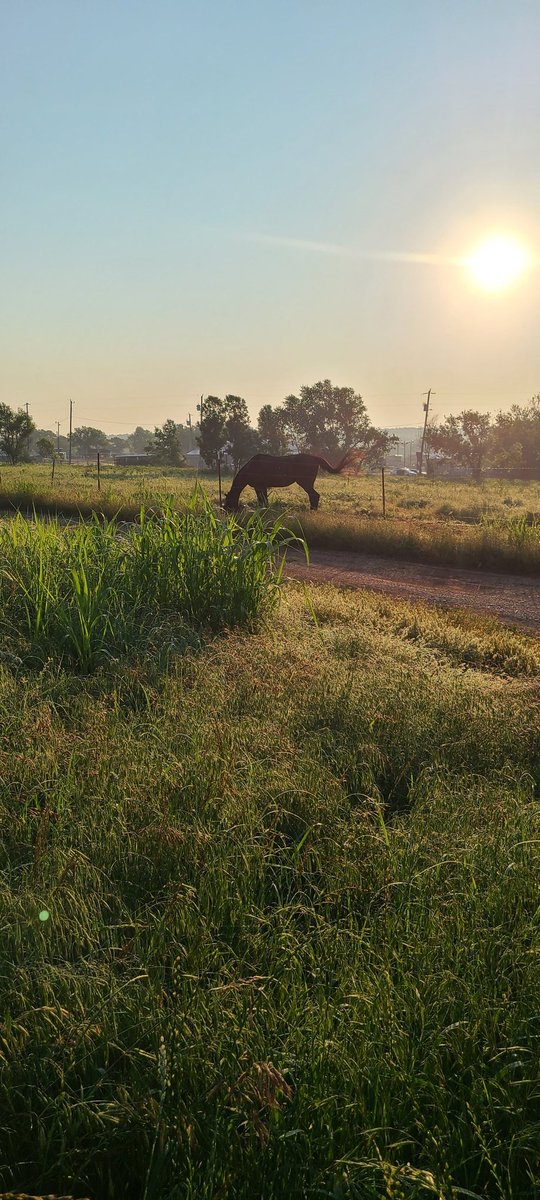 Their whole world is changing so rapidly, help them find stability.

shorturl.at/dgqyI

#DonateOrShare #HorseRescue #EarsUp #DSECSWOK