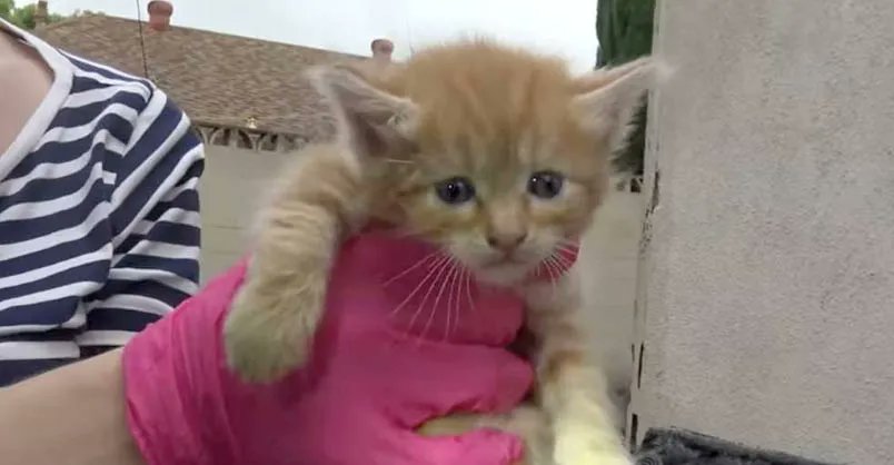 Family of Kittens Almost Thrown into the Trash – We Got There Just in Time! 
A delightful cat family were living inside an old couch due to be taken away by the trash collectors, luckily they were rescued in the nick of time. 
CLICK to watch &gt; buff.ly/3q9Pjka